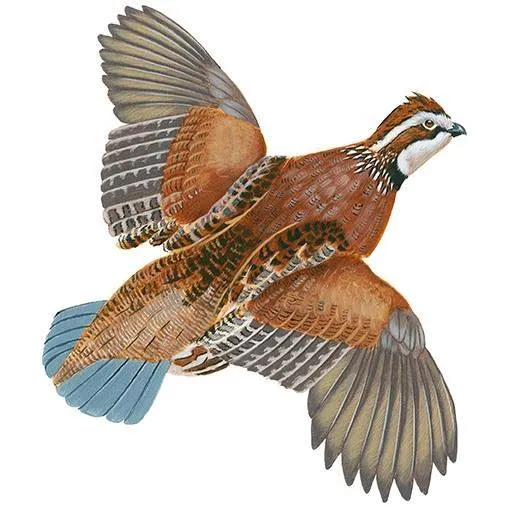Kevin's Fine Outdoor Gear & Apparel