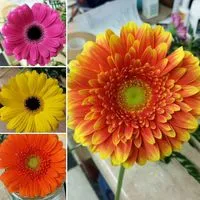 Ladybugflowersandgifts