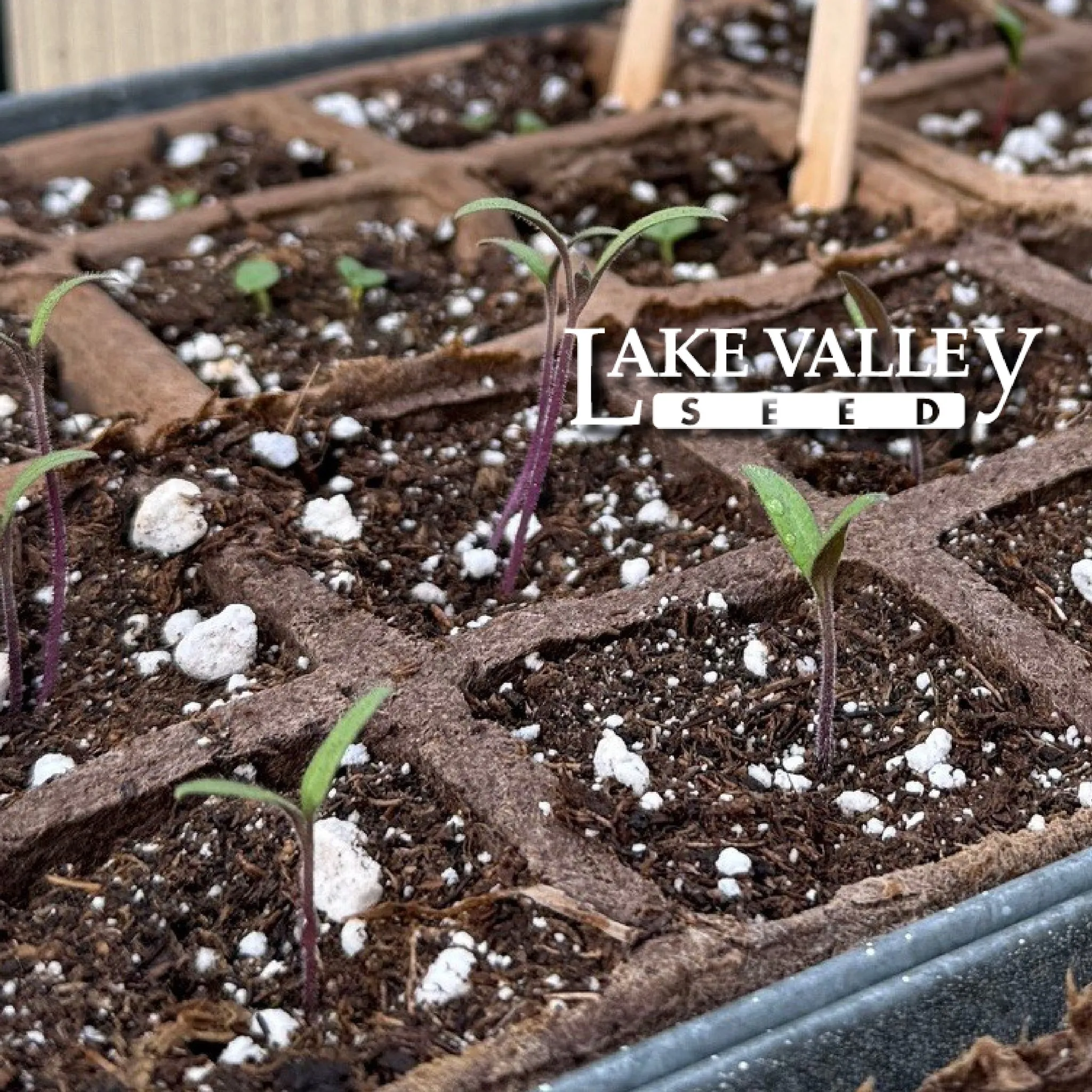 Lakevalleyseed