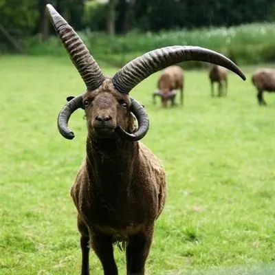 Langley Chase Organic Farm