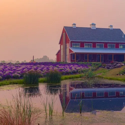 Lavender-life