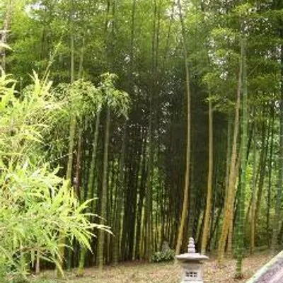 Lewisbamboo