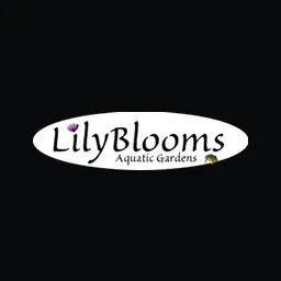 Lilyblooms