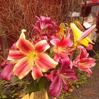 Lilypadbulbs