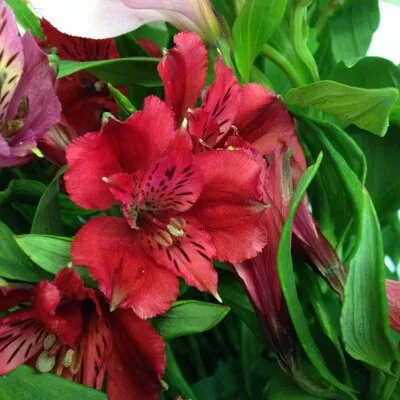 Luteysflowershop