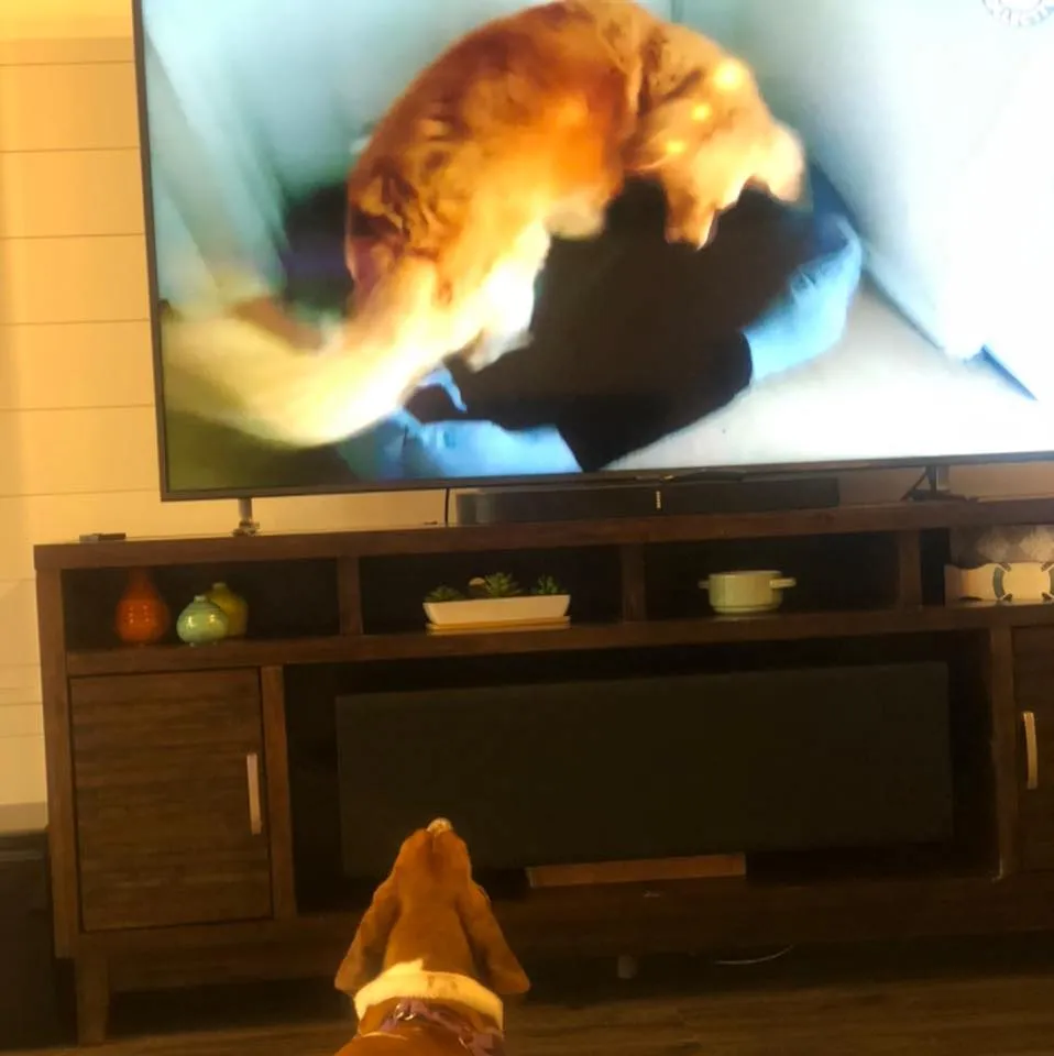 Lyle's TV & Appliance