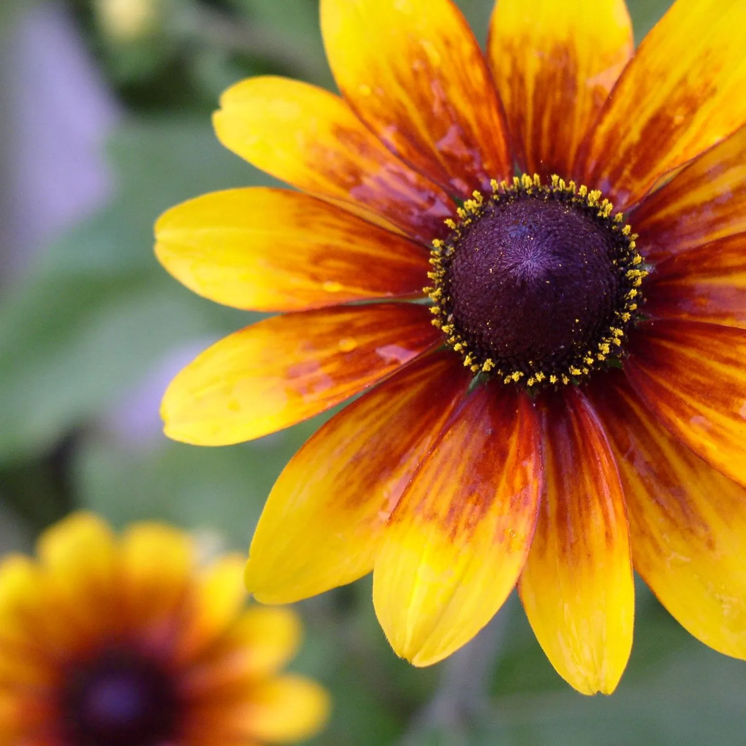 Magicgardenplants