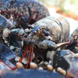 envo-gratuito-en-mariscos-o-grove-este-black-friday-a-partir-de-105