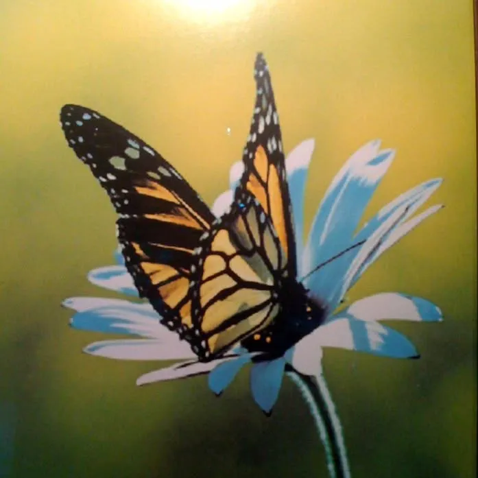 Monarch Garden & Floral Design