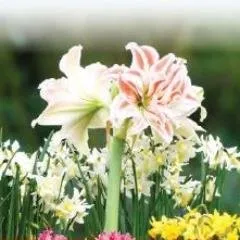 Montereylawngarden