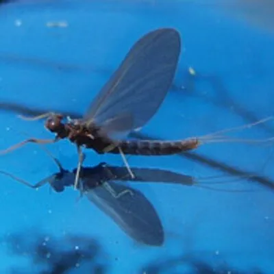Murray's Fly Shop
