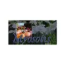 Logo Myosotis Bloemen