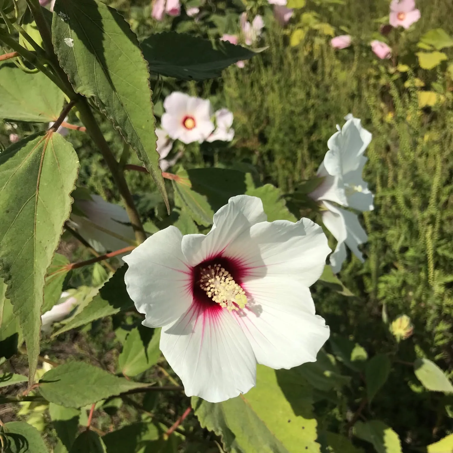 Nativebeeginnings