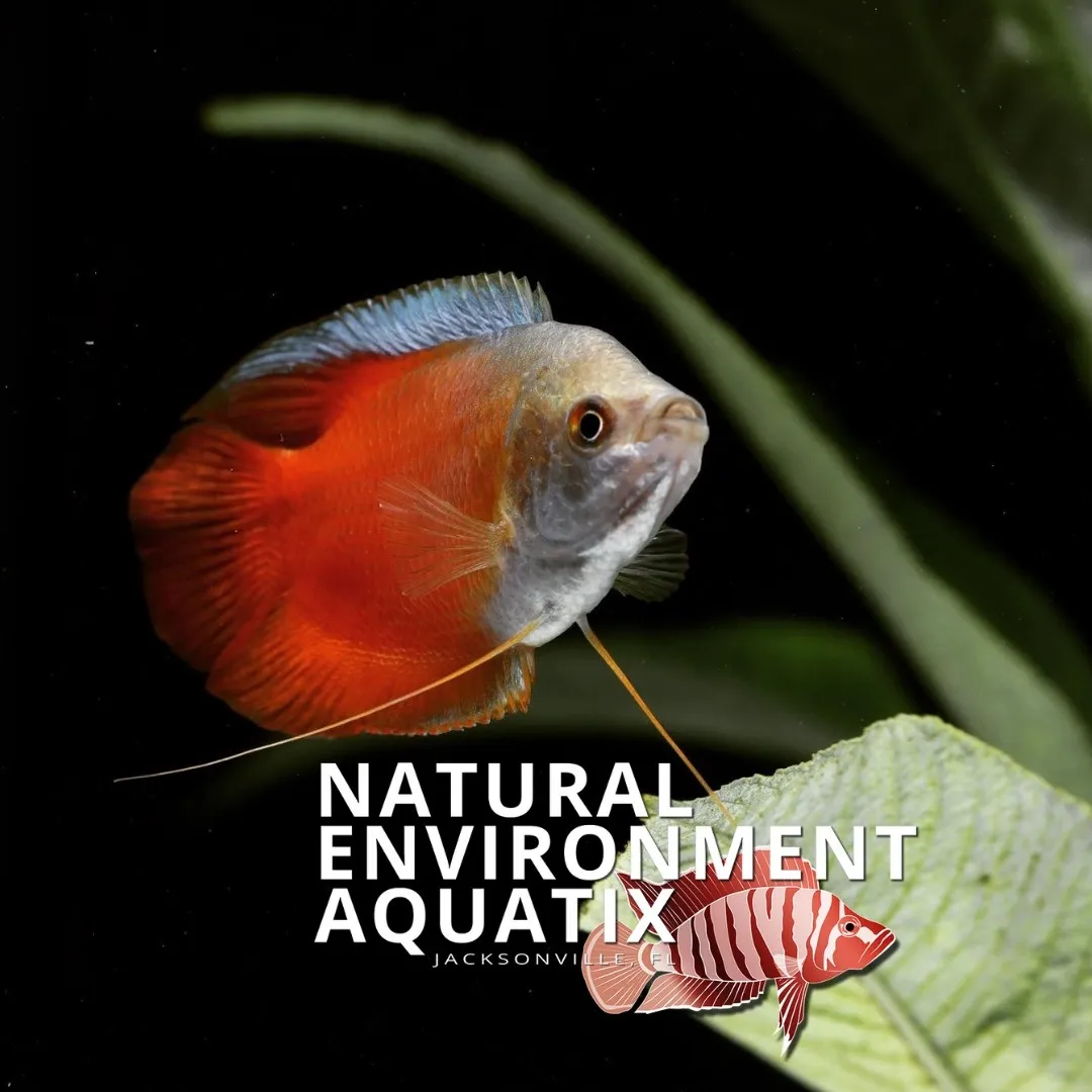 Natural Environment Aquatix