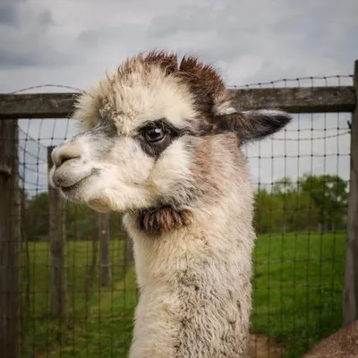Nralpacafarm