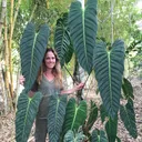 NSE Tropicals logo