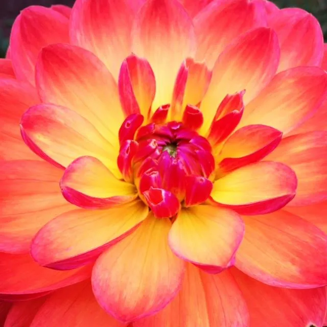 Oldhousedahlias