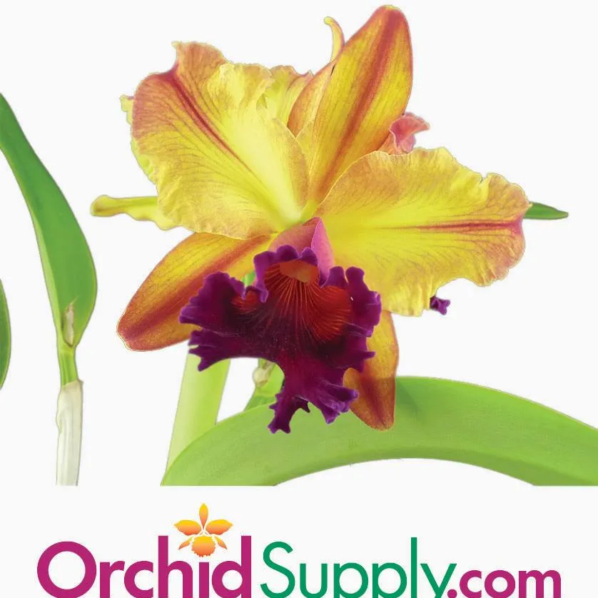 Orchidsupply
