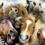 Logo Paardenkliniek Wapenveld