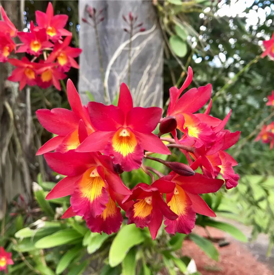 Palmerorchids