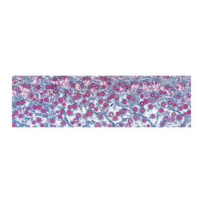 Gemeinschaftspraxis für Pathologie Traunstein Dr. med. Tobias Henopp Dr. med. Ines Lichtmannegger Dr. med. Harald Bartsch