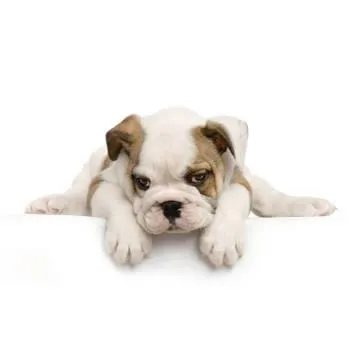 Pawsatively Sweet
