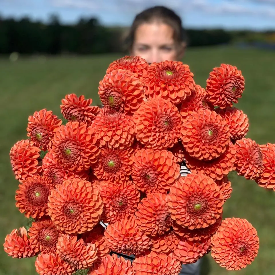 Petalsinbloomfarm