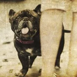 Petmemoryshop