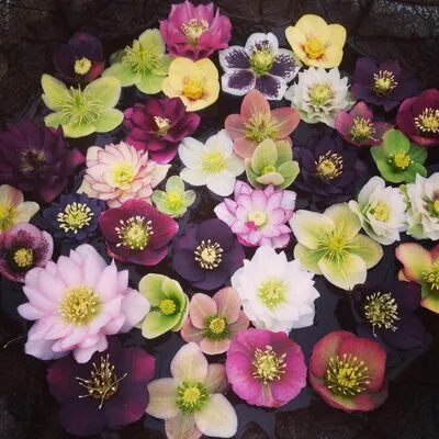 Phoenixperennials