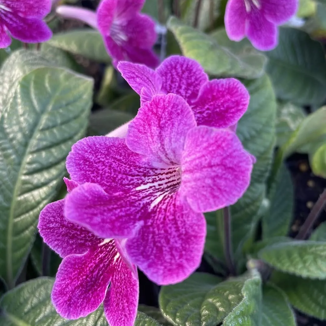 Piedmontfarmandgarden