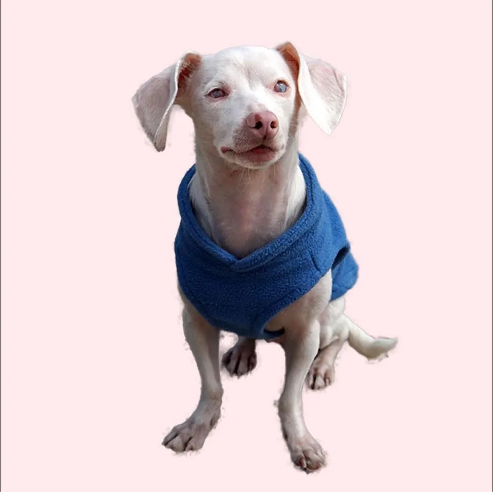 Pigletthedog