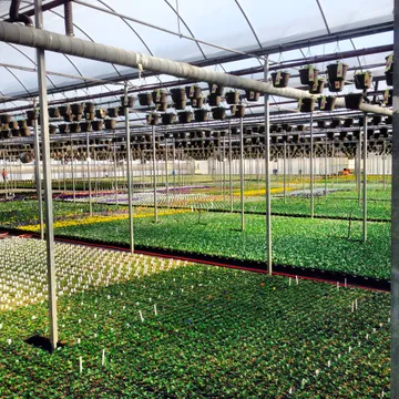 Pineae Greenhouses Logo