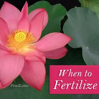 Pondlotus