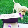 pupbox logo