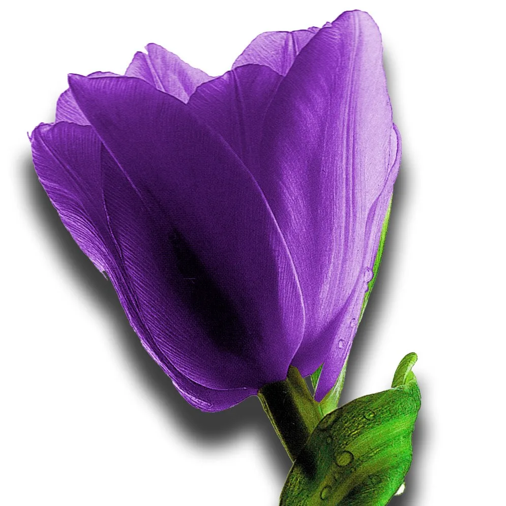 Purpletulipflorist