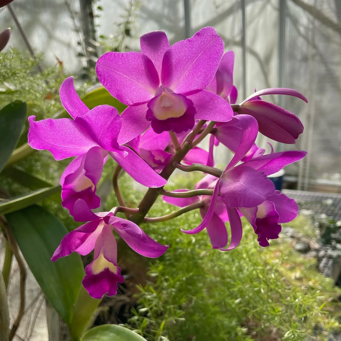 Quarteracreorchids