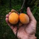 Raintree Nursery logo