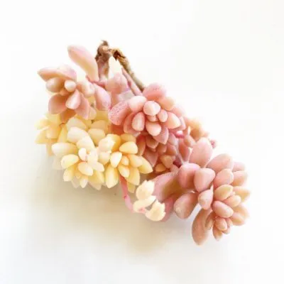 Raresucculentshop