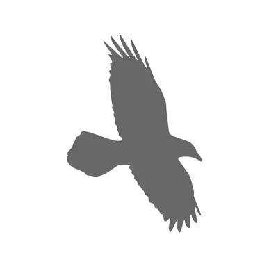 Raven5 Logo