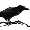 Raven Ridge LLC logo