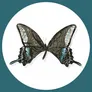 Logo Ross Lovell