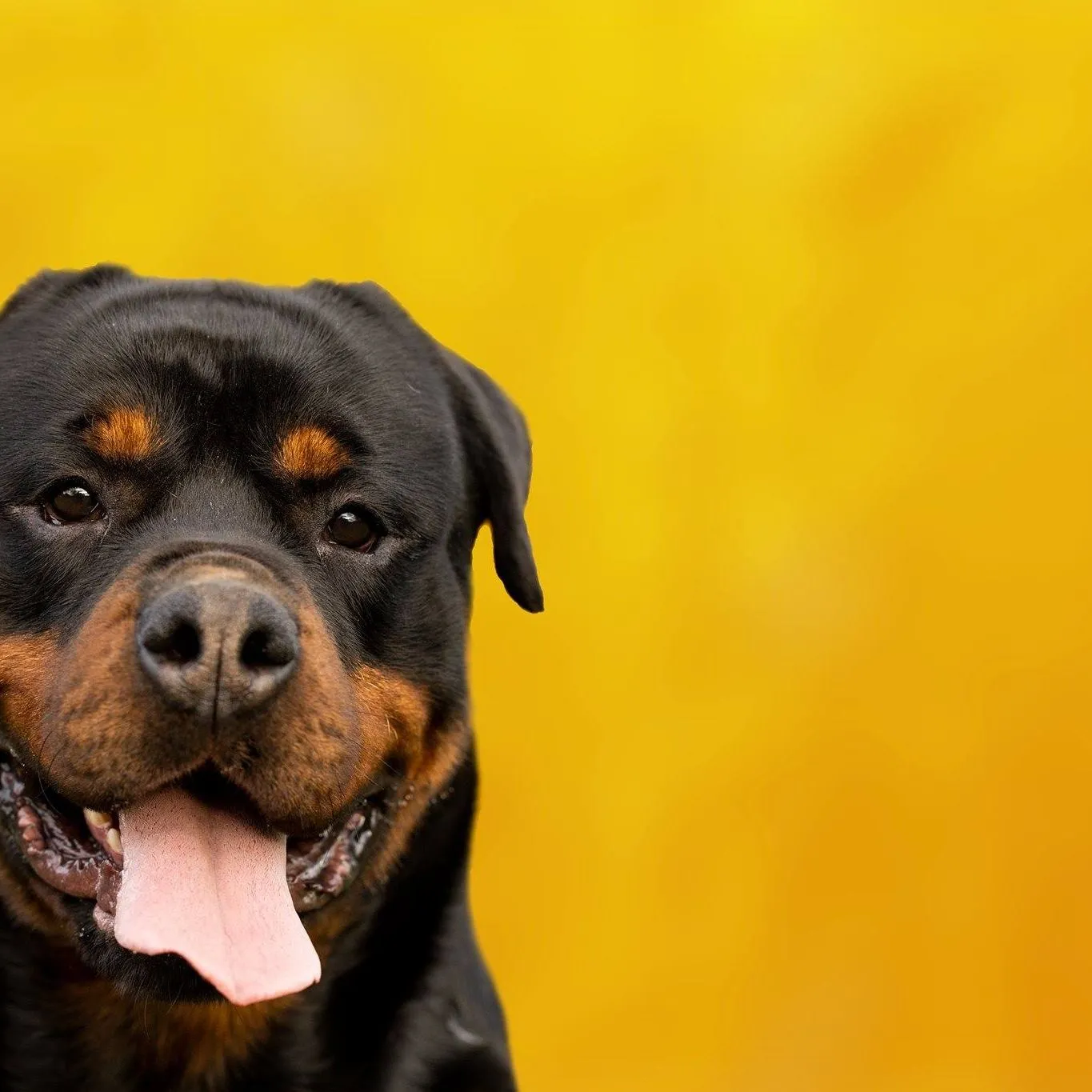 Rottweilercoffeecompany