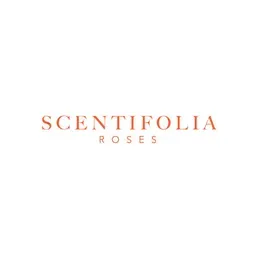 Scentifoliaroses
