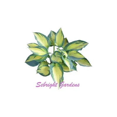 Sebrightgardens