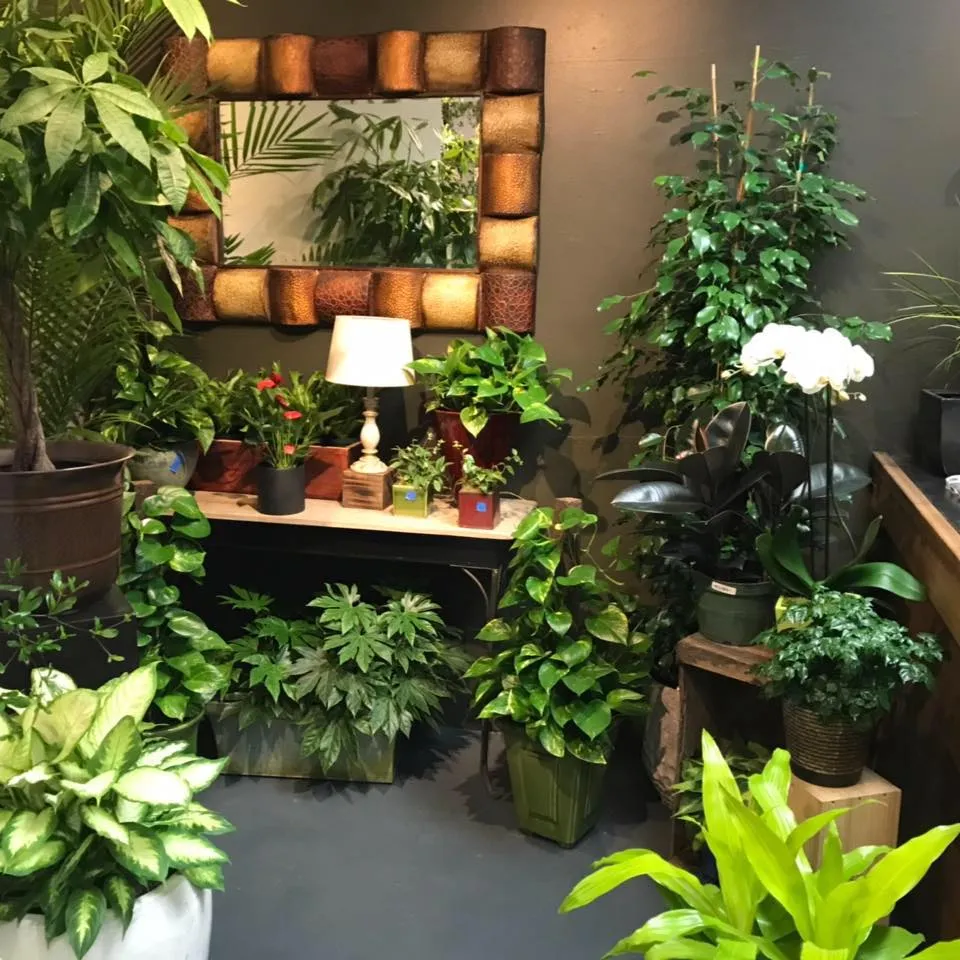 Sfplants
