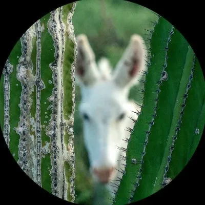 Shangrihacactusranch