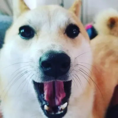 Shiba Coffee and Tea Company
