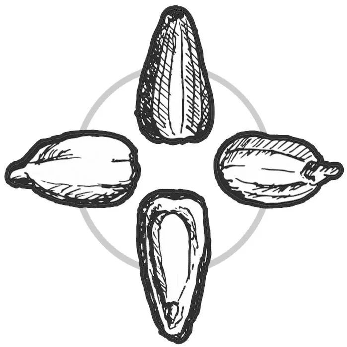 Siskiyouseeds