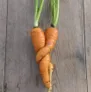 Logo Sophia's Tuin Diverse groenten en fruit
