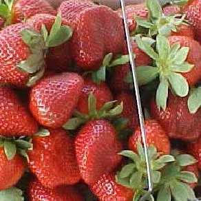 Southern Grace Farms